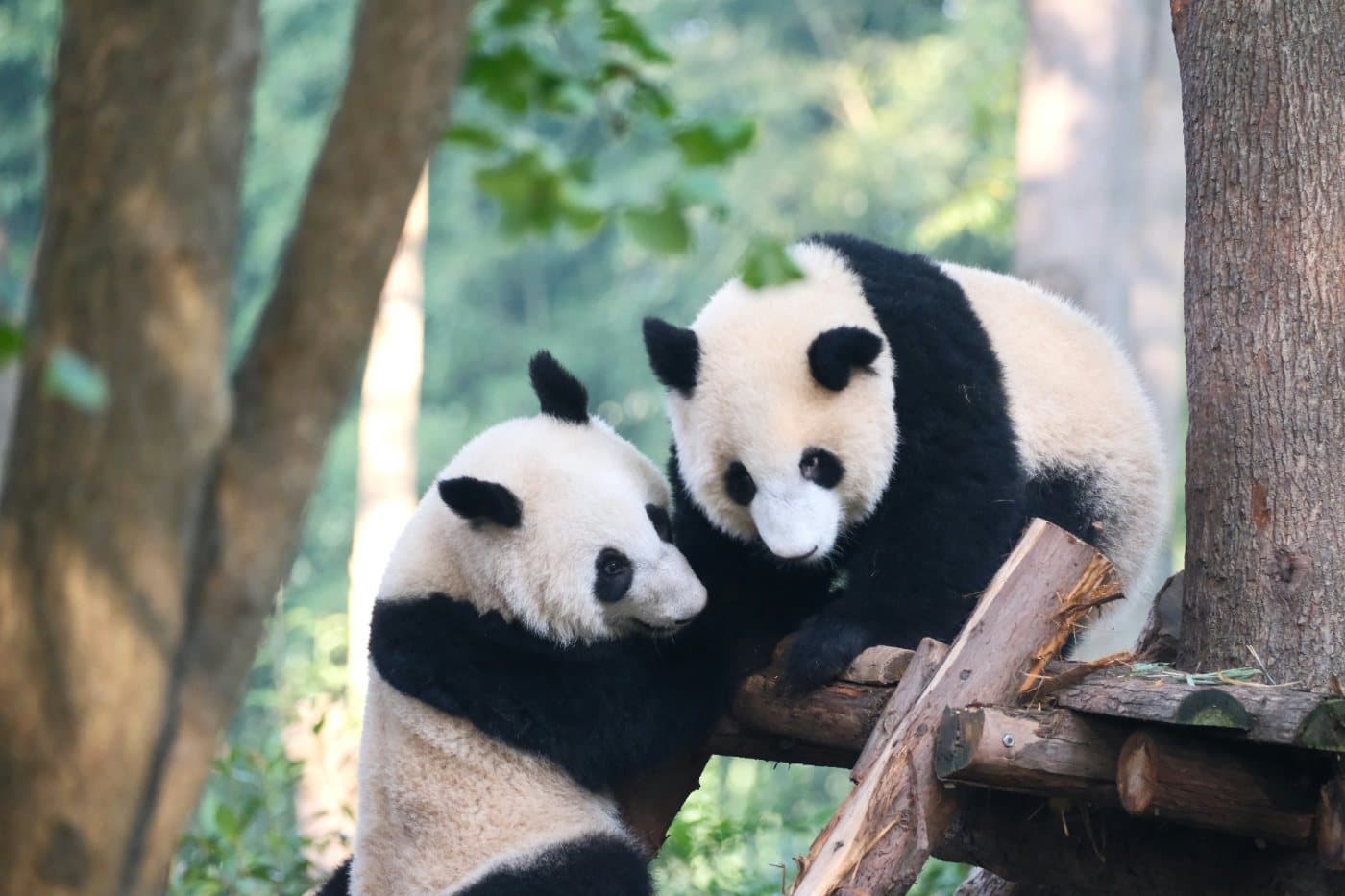Chengdu: Pandas, Teahouses & Sichuan Daily Life